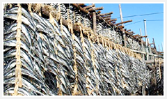 Dried herring