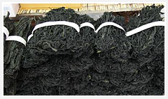 Yeongdeok brown seaweed