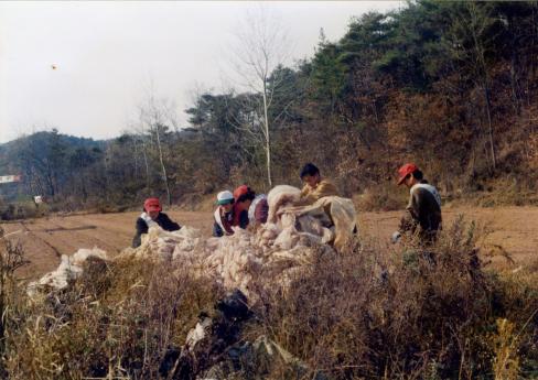 2003. 12월 축산면 자원재활용품 수거 사진