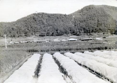 1982년 달산면 보온묘판 설치(인곡동 82.5.5)