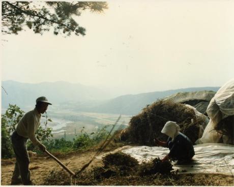 1980년대 지품 삼협리 콩 탈곡