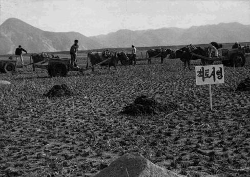 1968년 병곡면 송천평 객토시범