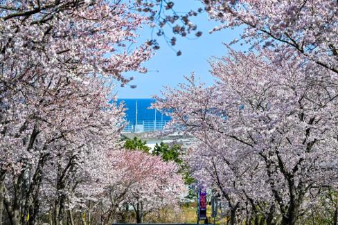 2024. 5월 병곡면 칠보산 벚꽃